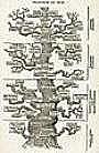 Haeckel: Stammbaum [WikiCommons]