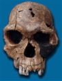 Homo habilis [WikiCommons]