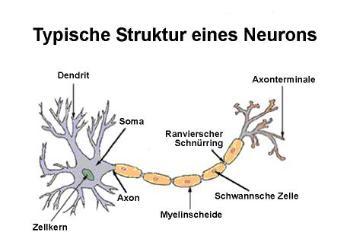Typische Struktur eines Neurons