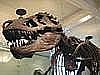T-Rex [WikiCommons]
