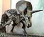 Triceratops [WikiCommons]