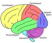 Gehirn lateral [CC-Lizenz für schöpferisches Gemeingut BY-SA 2.5 Creative-Commons-License CC-BY-SA 2.5]
